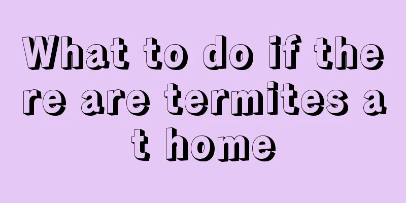 What to do if there are termites at home
