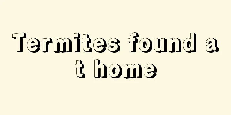 Termites found at home
