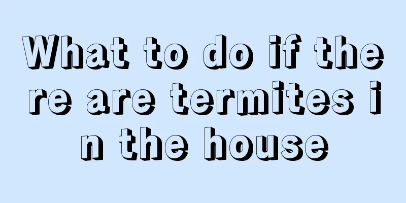 What to do if there are termites in the house