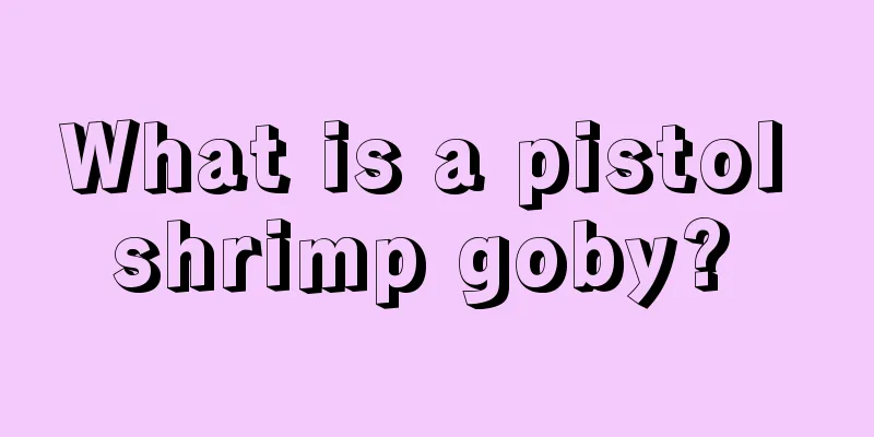 What is a pistol shrimp goby? 