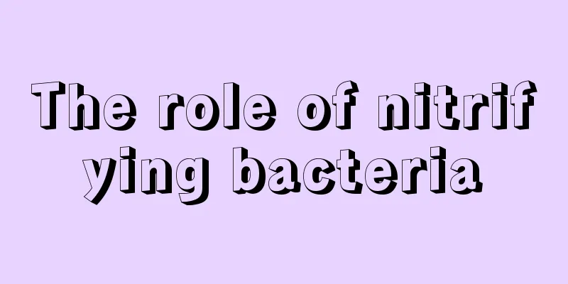 The role of nitrifying bacteria