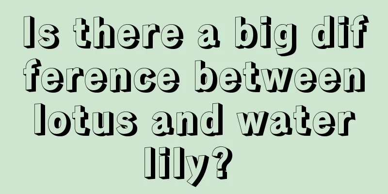 Is there a big difference between lotus and water lily? 