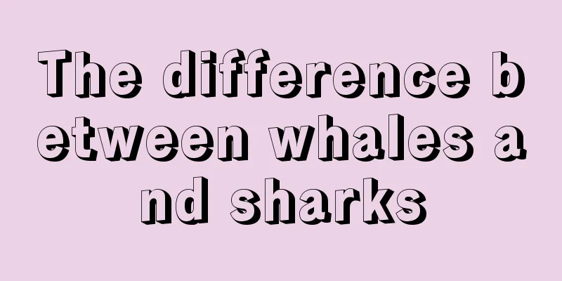 The difference between whales and sharks