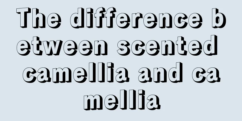 The difference between scented camellia and camellia