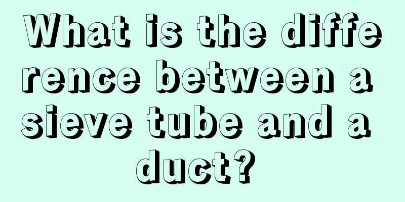What is the difference between a sieve tube and a duct? 
