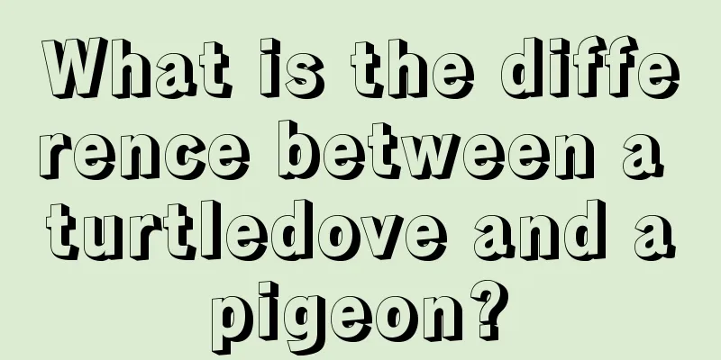 What is the difference between a turtledove and a pigeon? 