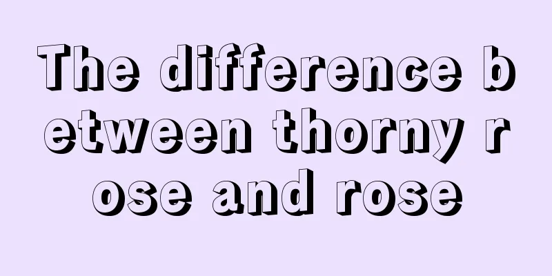 The difference between thorny rose and rose