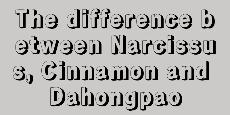 The difference between Narcissus, Cinnamon and Dahongpao