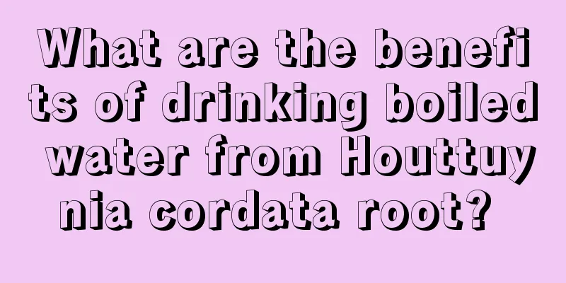 What are the benefits of drinking boiled water from Houttuynia cordata root? 