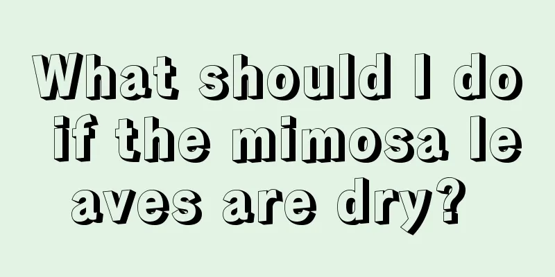 What should I do if the mimosa leaves are dry? 