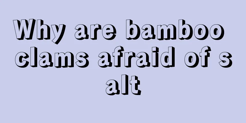 Why are bamboo clams afraid of salt