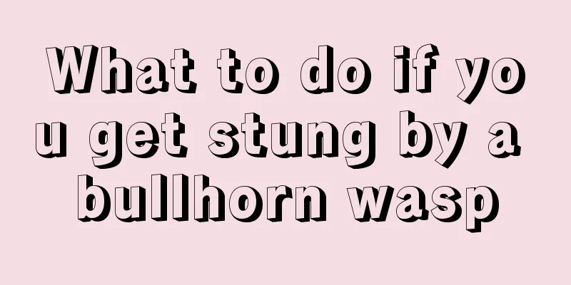 What to do if you get stung by a bullhorn wasp