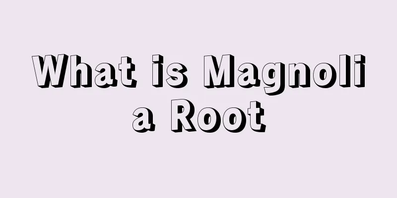 What is Magnolia Root