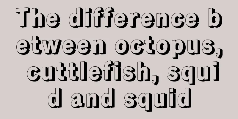 The difference between octopus, cuttlefish, squid and squid