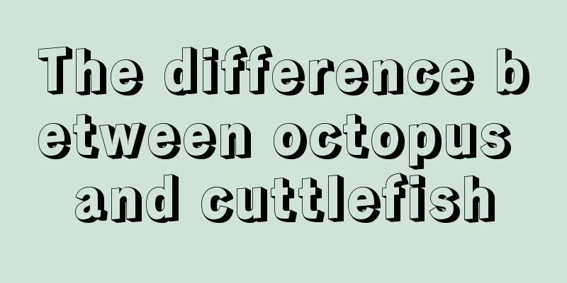 The difference between octopus and cuttlefish