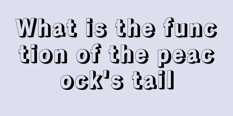 What is the function of the peacock's tail