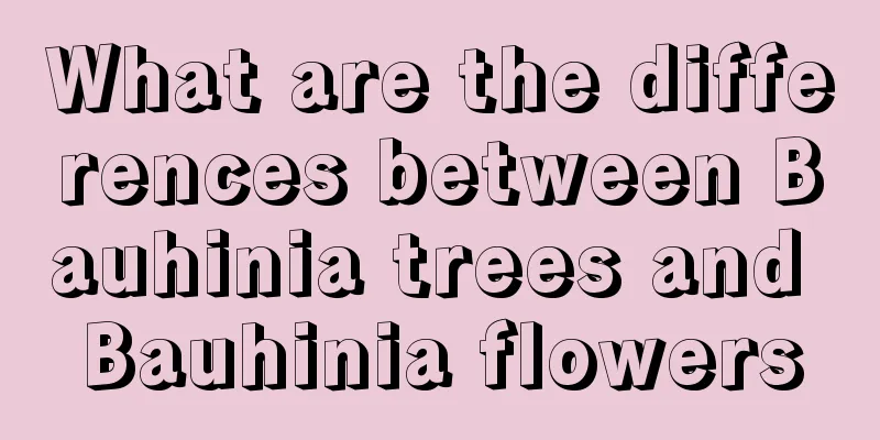 What are the differences between Bauhinia trees and Bauhinia flowers