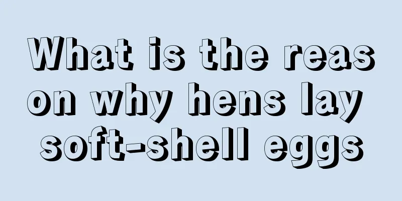 What is the reason why hens lay soft-shell eggs