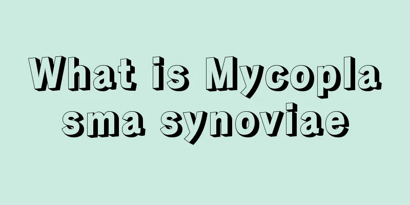 What is Mycoplasma synoviae