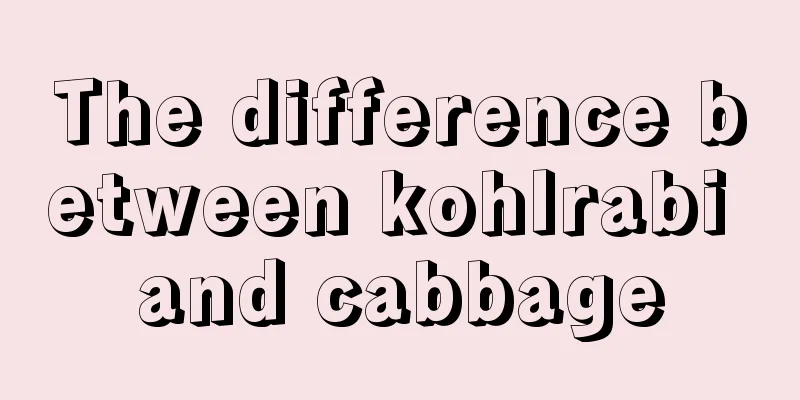 The difference between kohlrabi and cabbage