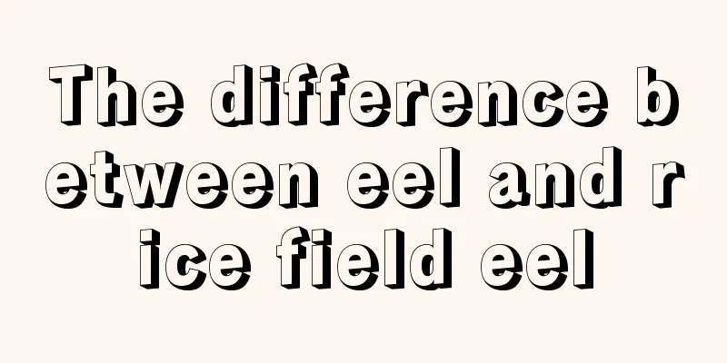 The difference between eel and rice field eel