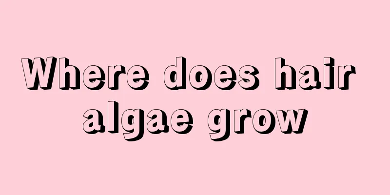 Where does hair algae grow