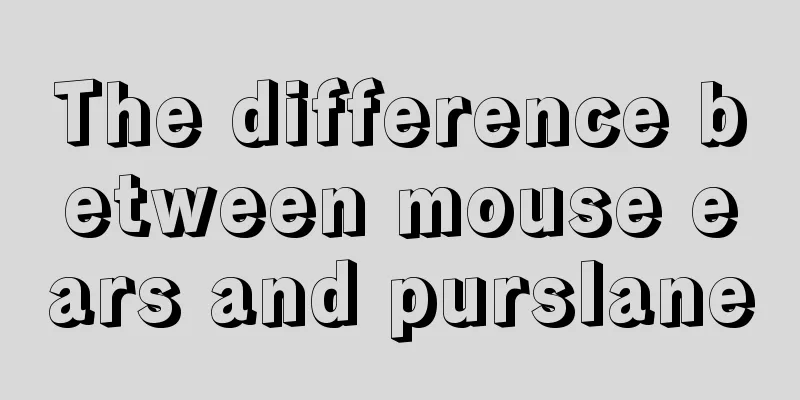 The difference between mouse ears and purslane