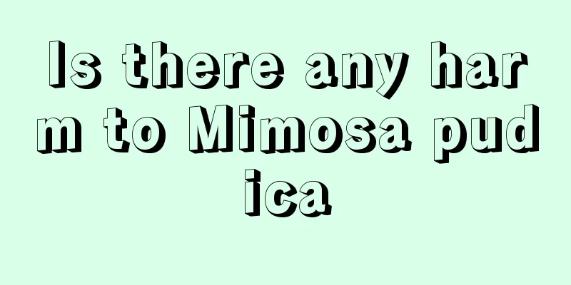 Is there any harm to Mimosa pudica