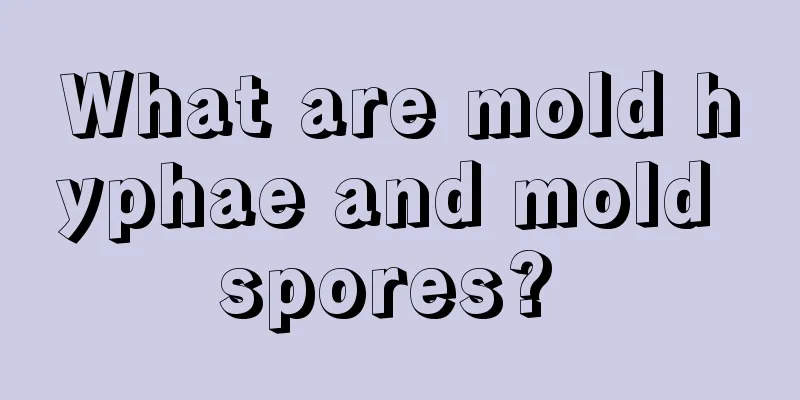 What are mold hyphae and mold spores? 