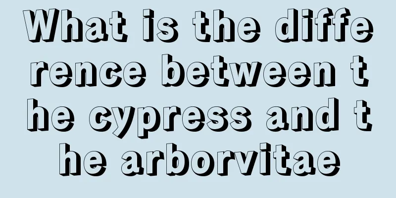 What is the difference between the cypress and the arborvitae