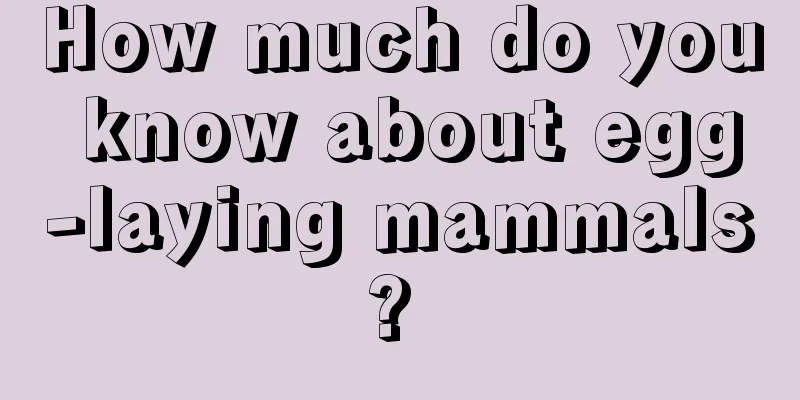 How much do you know about egg-laying mammals? 