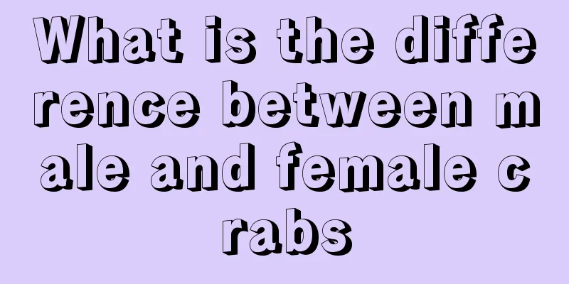 What is the difference between male and female crabs
