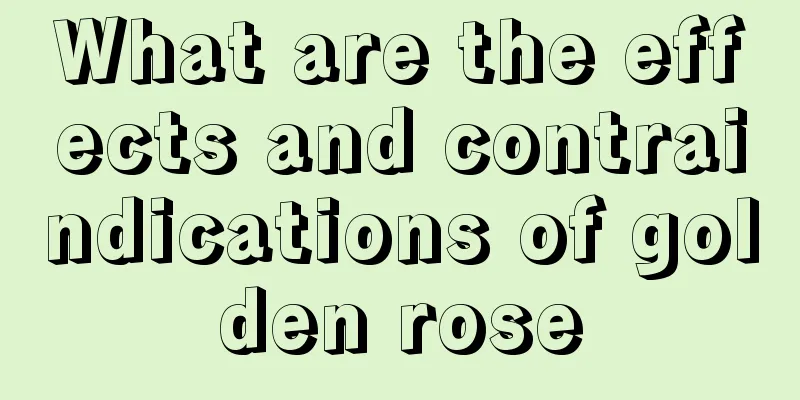 What are the effects and contraindications of golden rose