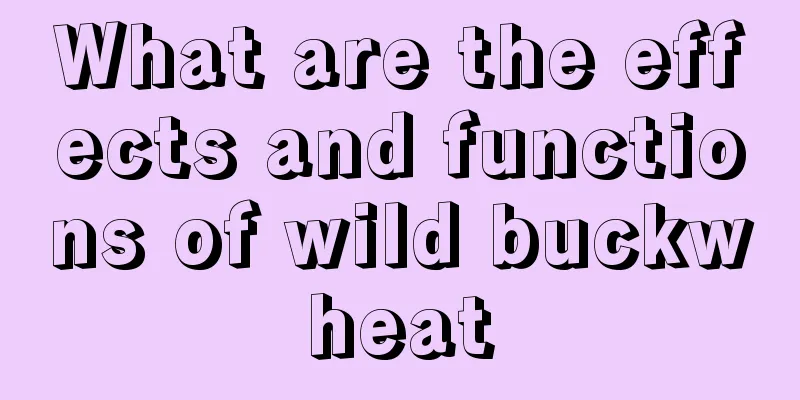 What are the effects and functions of wild buckwheat