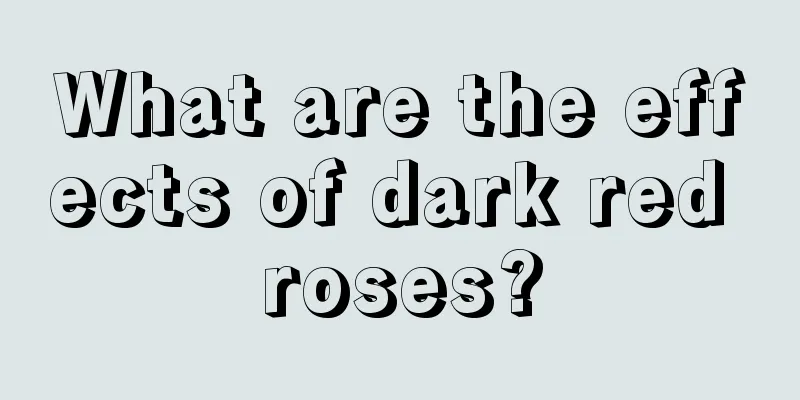 What are the effects of dark red roses?