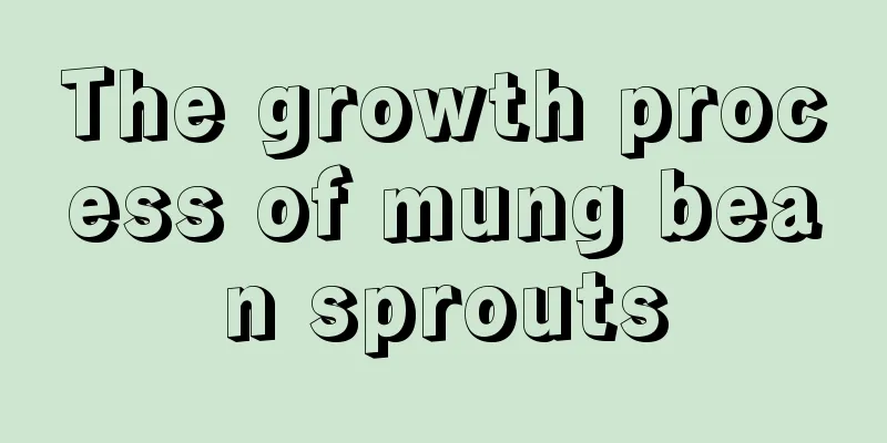 The growth process of mung bean sprouts