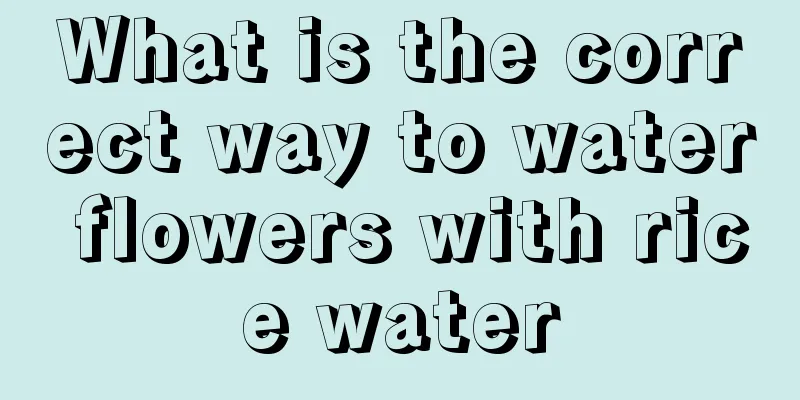 What is the correct way to water flowers with rice water
