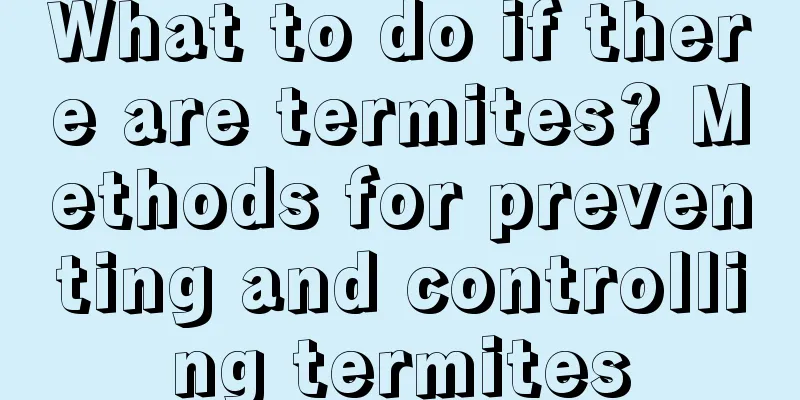 What to do if there are termites? Methods for preventing and controlling termites