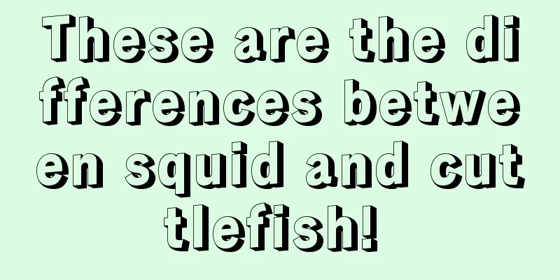 These are the differences between squid and cuttlefish! 