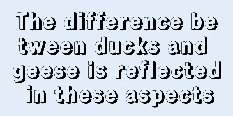 The difference between ducks and geese is reflected in these aspects
