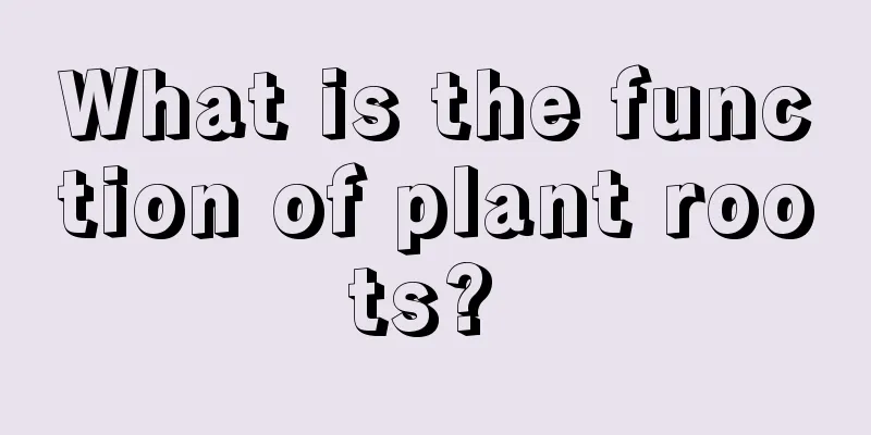 What is the function of plant roots? 