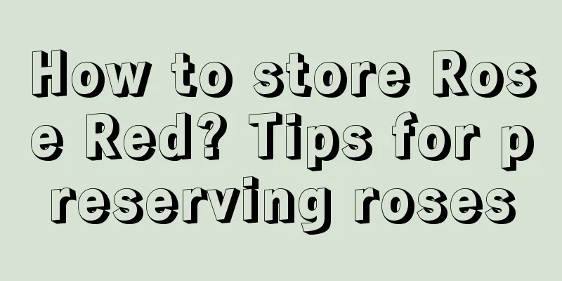 How to store Rose Red? Tips for preserving roses