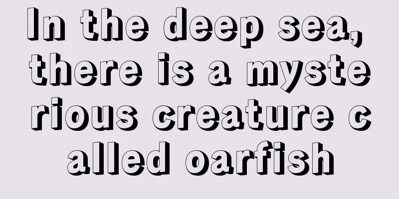 In the deep sea, there is a mysterious creature called oarfish