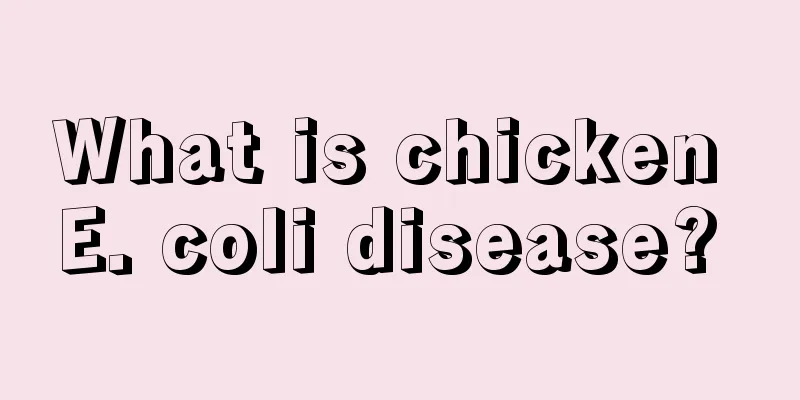 What is chicken E. coli disease? 