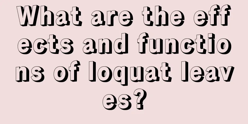 What are the effects and functions of loquat leaves?
