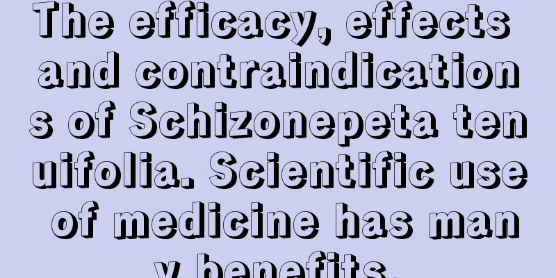 The efficacy, effects and contraindications of Schizonepeta tenuifolia. Scientific use of medicine has many benefits.