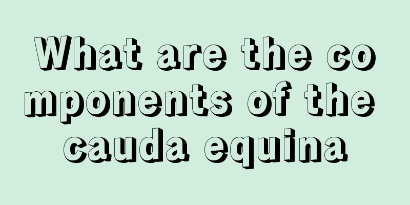 What are the components of the cauda equina