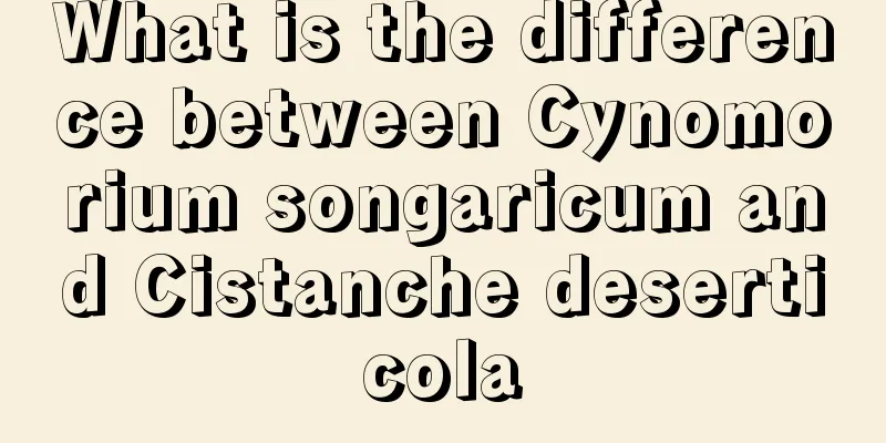 What is the difference between Cynomorium songaricum and Cistanche deserticola
