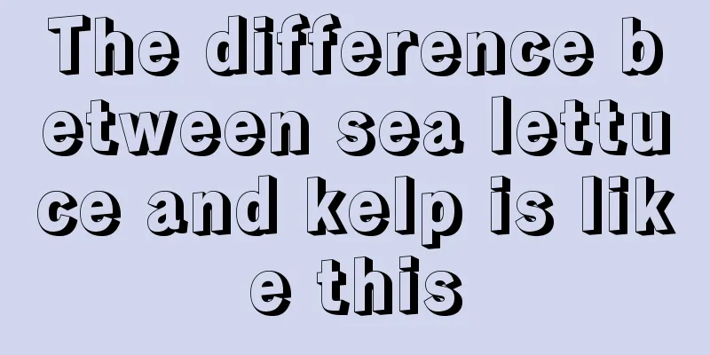 The difference between sea lettuce and kelp is like this