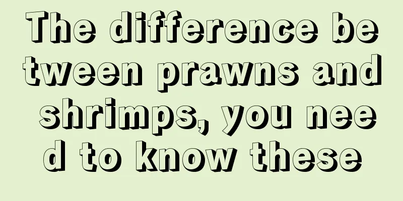 The difference between prawns and shrimps, you need to know these